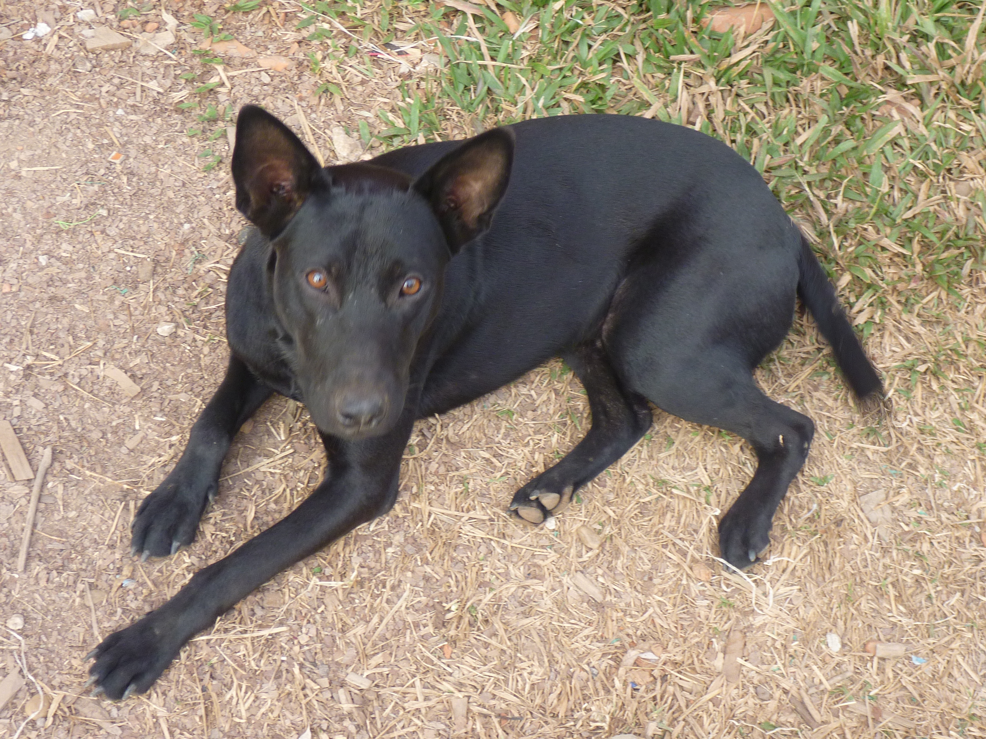 Close-up of Lipstick, the black village dog